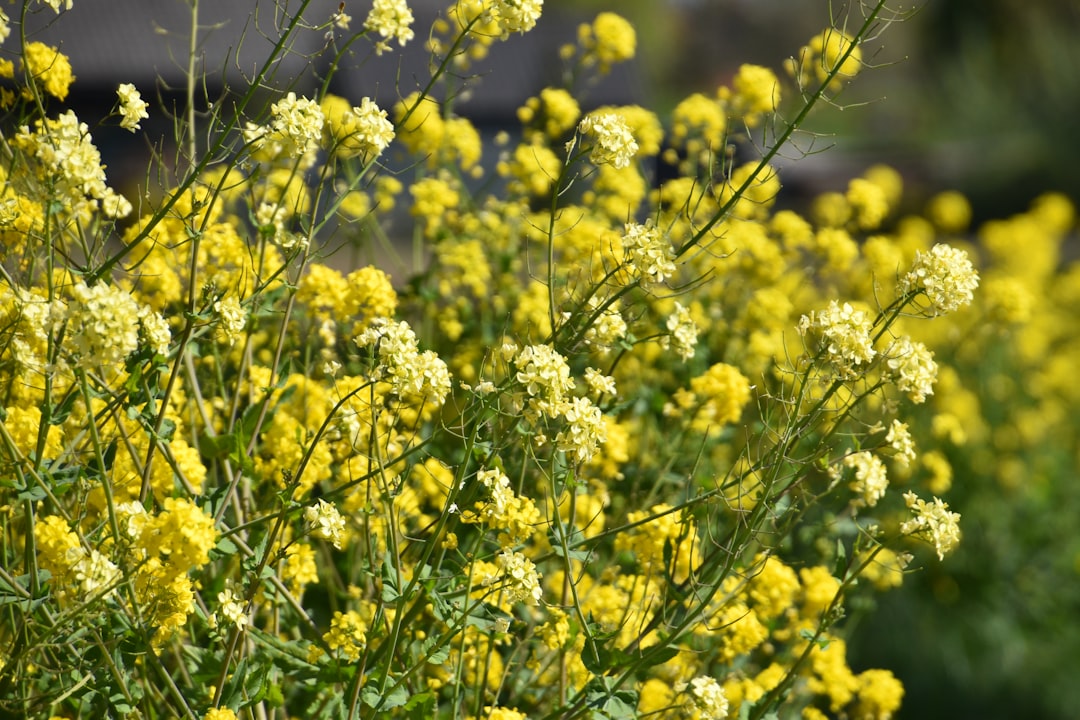 Photo Mustard seeds